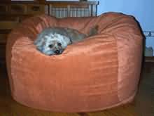 52 inch with medium dog