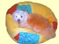 27 inch small with small dog