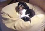 27 inch with small dog